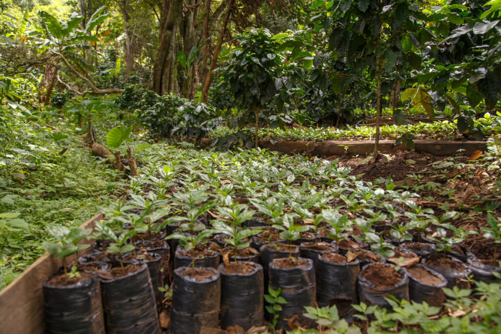 projets rentables en Afrique